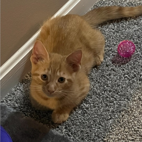 My grandkittens- they’ve grown! 6 months old now! - Picture 13 of 17